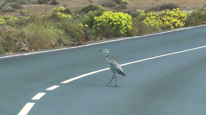 Lanzarotská fauna